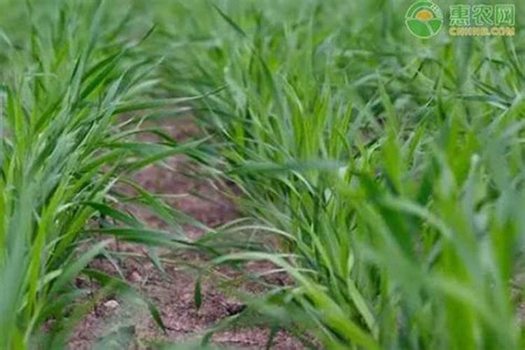 油菜施肥时间及方法
