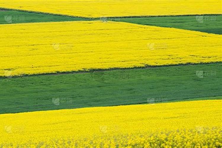 油菜什么时候施硼肥