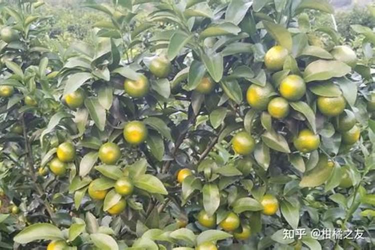 沙糖桔膨果用什么肥 如何施肥效果好