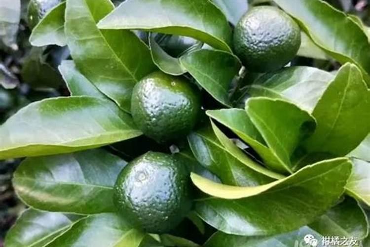 酸桔头砂糖桔什么时候最容易落果