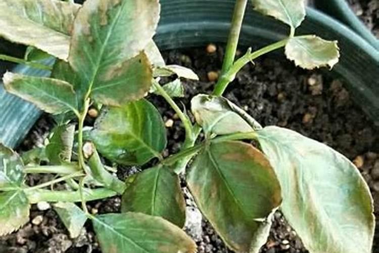 月季花冬季如何施肥效果最好,可以用水溶肥吗？