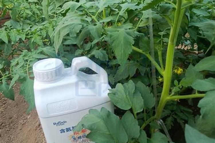 颗粒水溶肥巧棵力有哪些优点？