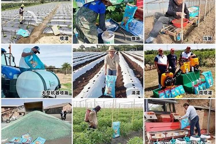 西瓜施什么肥料最甜