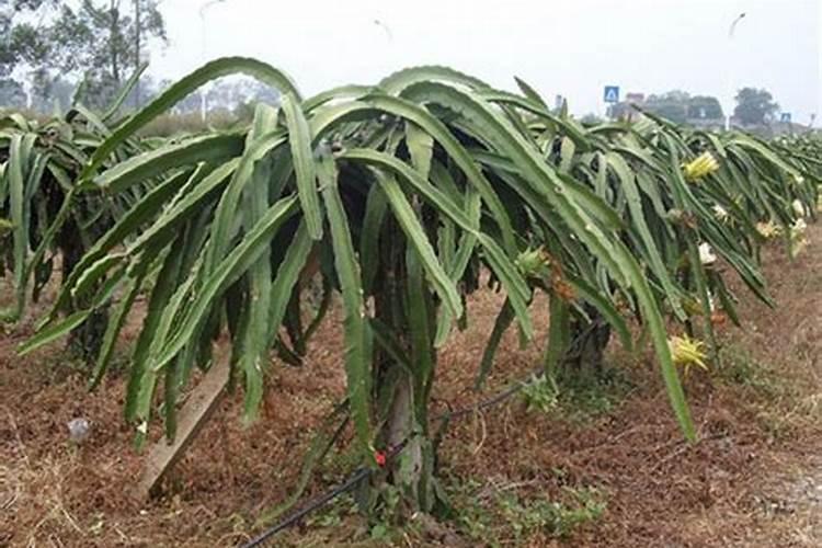 种植茄果类和瓜果类蔬菜,实现增产又增收的技巧有哪些？