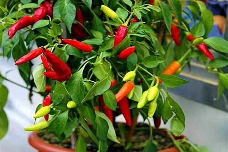 奥绿缓释肥怎么用