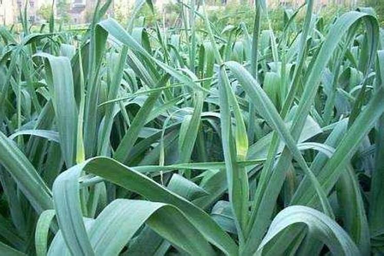 花生日记怎么升级代理商,已经够人数了