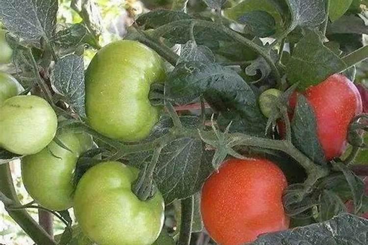 西红柿氮肥过量怎么办