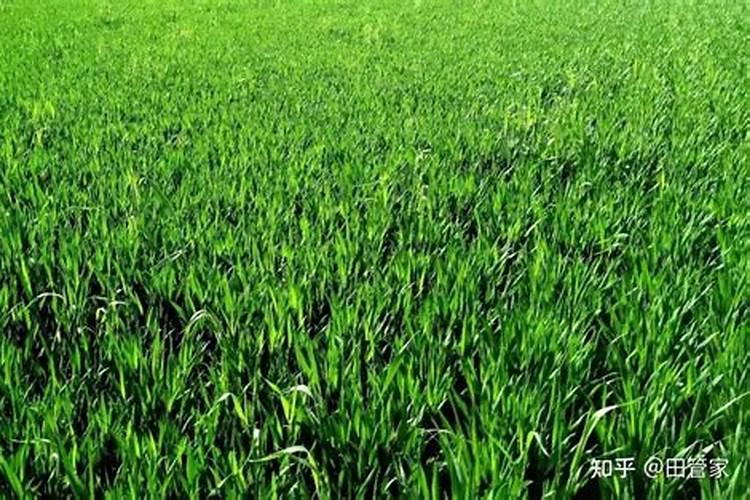 山东施高德植物营养科技有限公司怎么样？