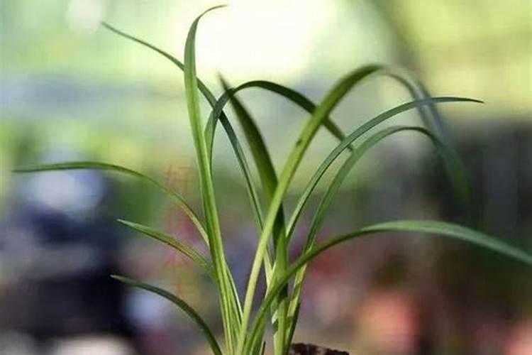 植物对磷素营养失调的反应