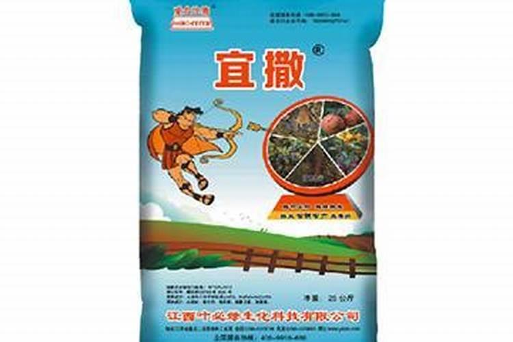 老人葵价格多少钱一棵？老人葵种植方法介绍