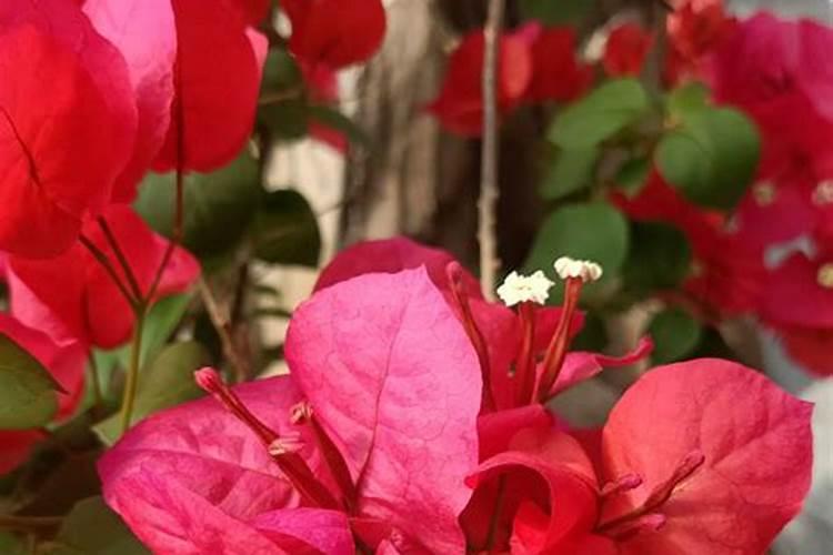 三角梅叶片薄可以喷叶面肥吗