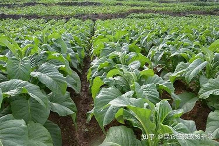 农用氨基酸的功效与作用