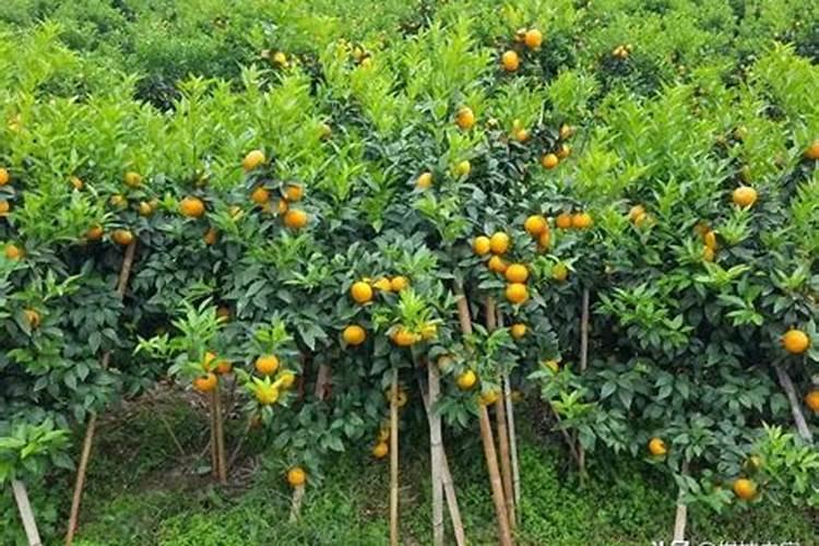 柑橘苗期施什么肥料