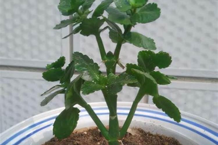 植物所需的微量元素有( )A.Fe、Cu、Zn、MoB.Fe、Cu、Cr、MoC.Zn、Mo...