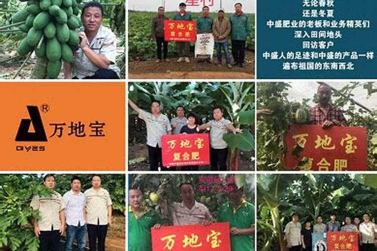 种芒果施什么肥
