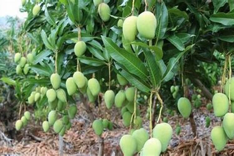 芒果座果期用哪些肥料好？芒果挂果期用什么叶面肥效果好？