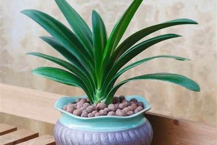 花多多10号适合浇什么花