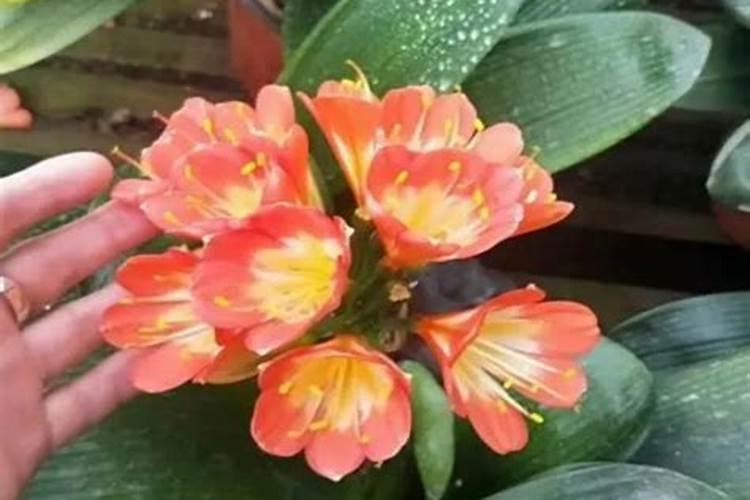 海南适合种什么月季