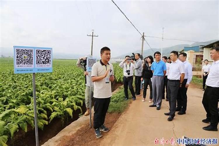 烟草分几种类型？