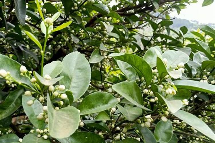 请问什么叫螯合铁。螯合铁是怎么制造出来的