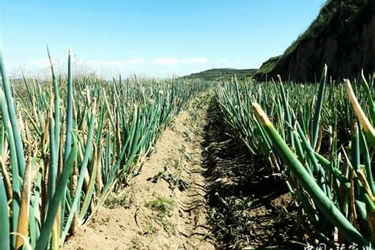 红葱的种植时间和方法