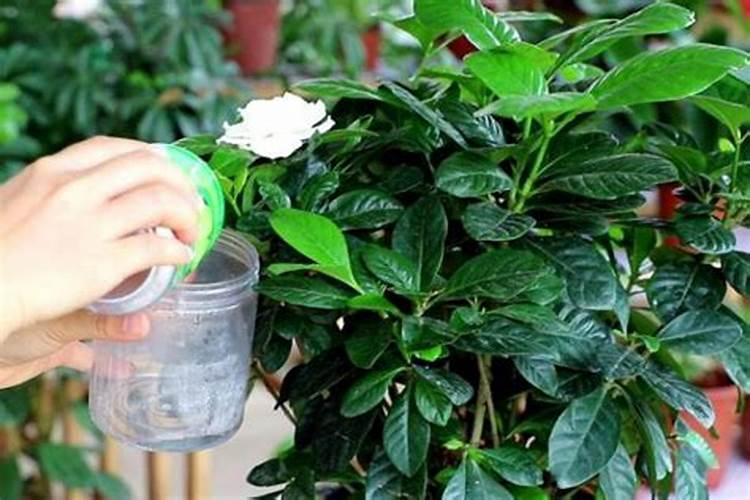 蔷薇花什么时候移栽好 蔷薇实生根多久移栽