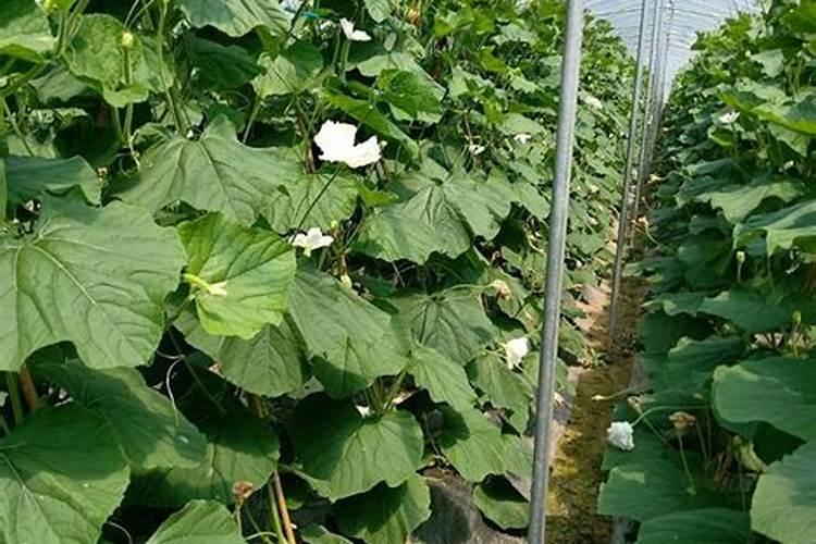 黄瓜什么时候用高钾肥料 怎么施肥提高产量