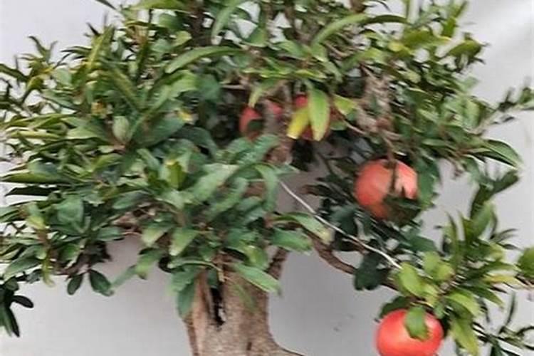 石榴开花后坐不住果有什么原因？