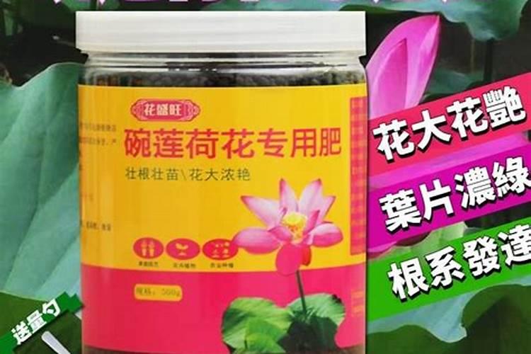 怎样才能让令箭荷花开花更大更鲜艳？需要施是什么肥？