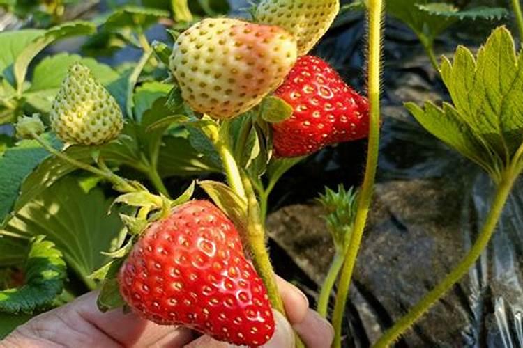 磷酸二氢铵是复合肥吗