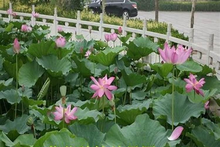 令箭荷花怎么施肥