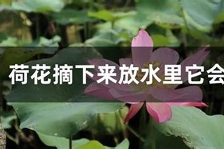 如何给荷花施肥