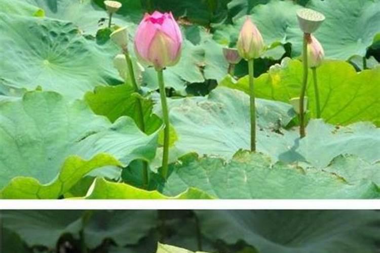 盆栽荷花怎样施肥？施什么肥好？