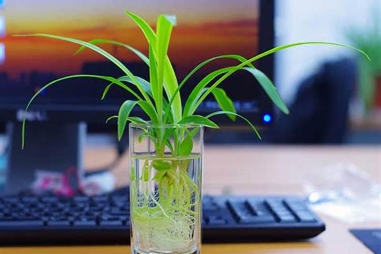 荷花施什么肥最好？