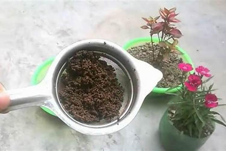 芝麻饼肥含哪些养分,芝麻饼肥适合什么花