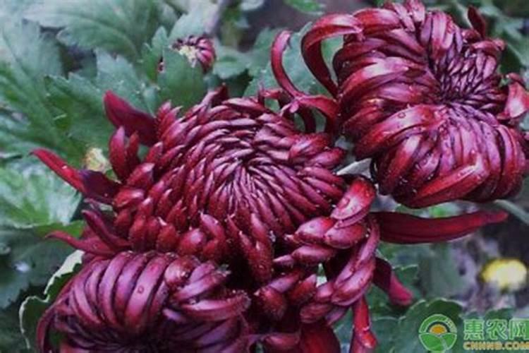 菊花施肥过多该怎么办