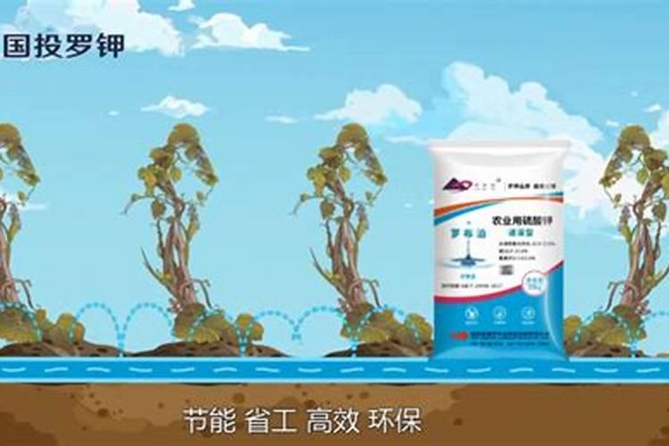 炒熟的花生怎么做花肥