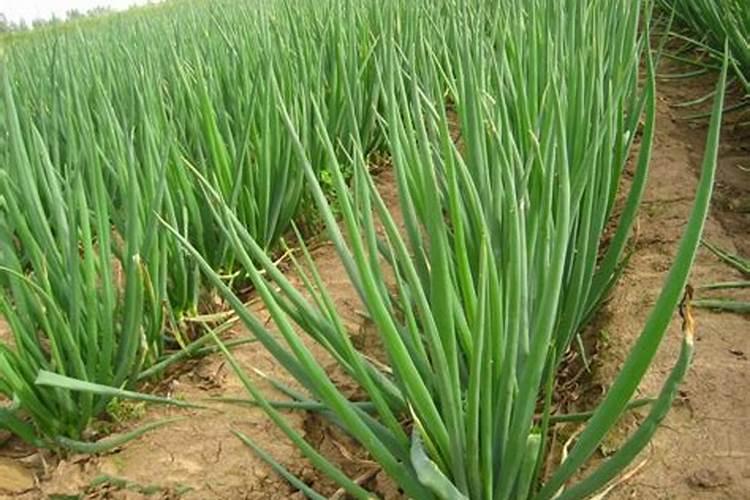 肉肉植物用什么肥料好(养护多肉的方法详解)