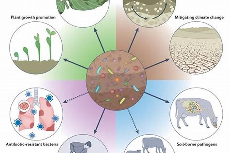 食用菌用施肥吗如何施肥呢