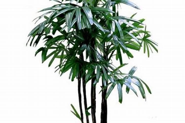 新鲜凉粉草可以用石灰水煮吗