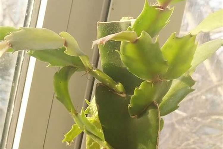 地豆王的种植方法是什么？