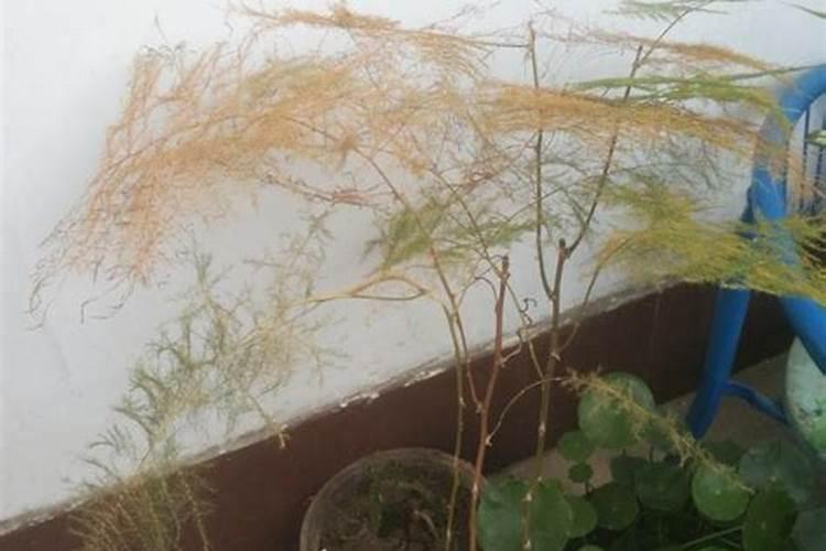 女生对男生说二硫化钾是什么意思？