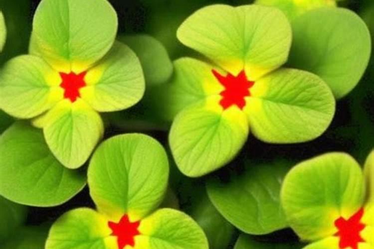 凤仙花怎么施肥