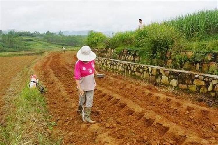 油菜不下底肥只追肥可以吗