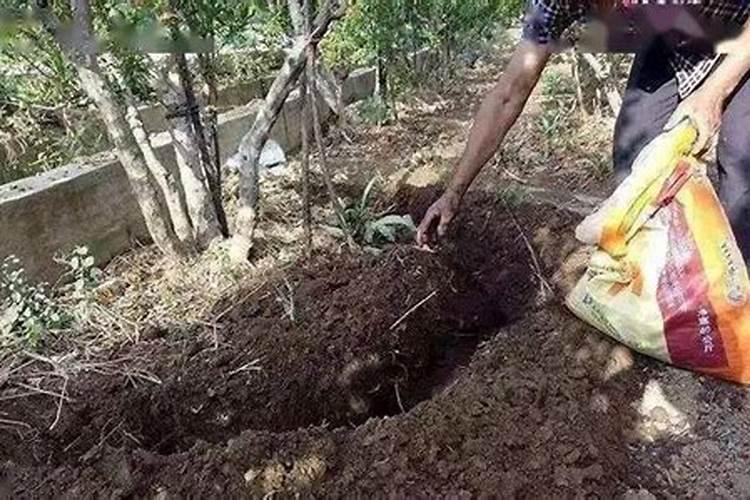 桃树如何使用芸苔素