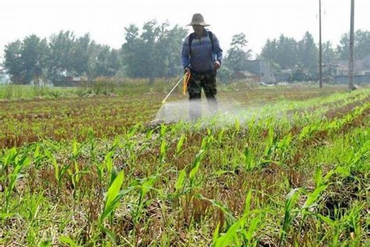 玉米追肥用什么肥料比较好