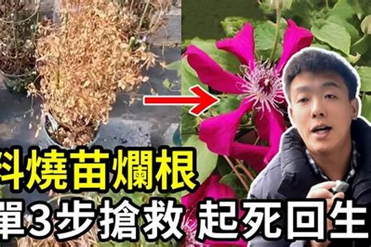 化肥烧苗几天才能发现肥料严重烧苗怎样补救