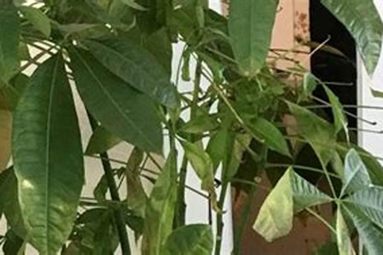 茄子秧枯萎打蔫怎么治