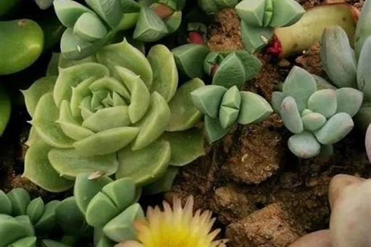 哪三种水浇绿萝能疯长