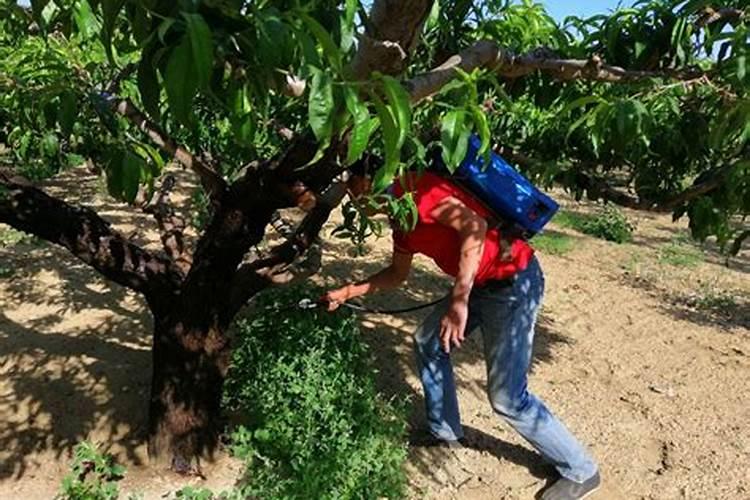 土豆出现徒长要摘心打顶吗？